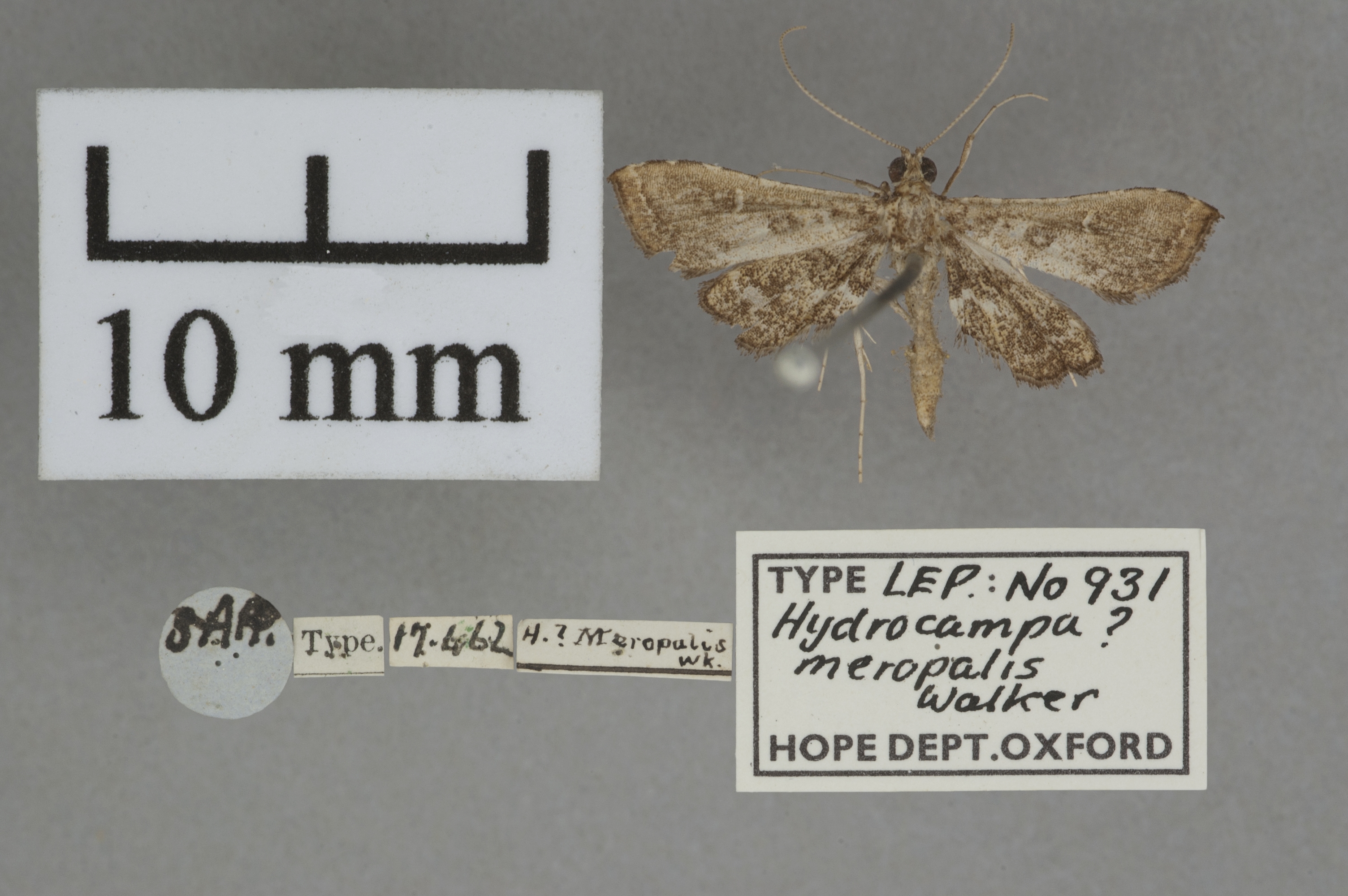 "Massepha" meropalis Walker